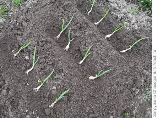 Как правильно сажать семена лука-батуна весной. Сажать батун весной