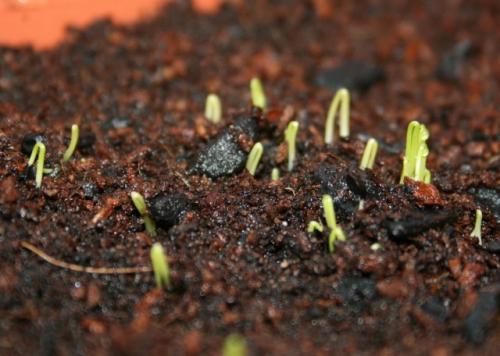 Сколько времени требуется для прорастания семян лука-батуна. Способы размножения и омоложения лука-батун