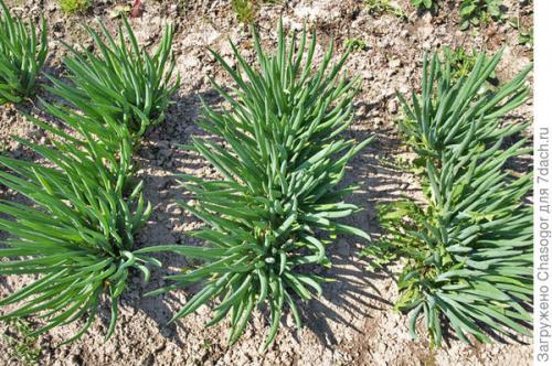 Как правильно сажать семена лука-батуна весной. Сажать батун весной