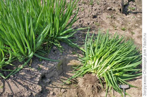 Как правильно сажать семена лука-батуна весной. Сажать батун весной