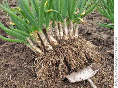 Как правильно сажать семена лука-батуна весной. Сажать батун весной