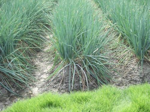 Сколько времени требуется для прорастания семян лука-батуна. Способы размножения и омоложения лука-батун