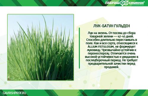 Как вырастить лук-батун из семян: 3 проверенных метода 01 Как вырастить лук-батун из семян: 3 проверенных метода 01