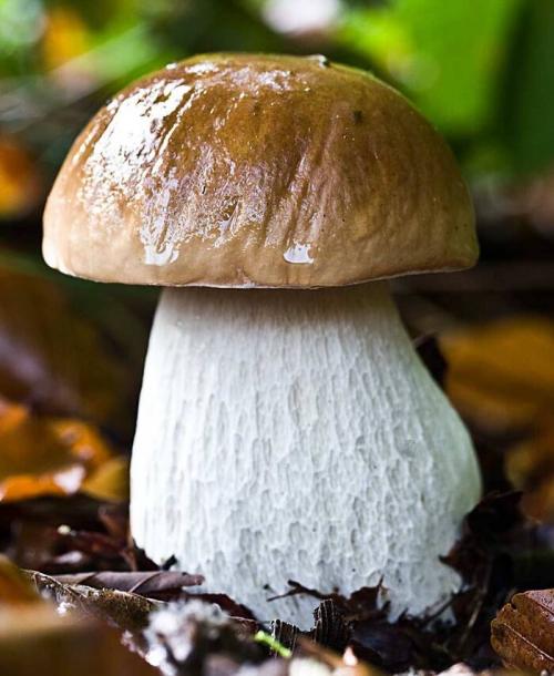 Как вырастить белый гриб в промышленных условиях. Бизнес идея: Выращивание белых грибов