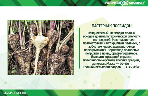 Полное руководство по выращиванию лука-батуна на вашем огороде 07