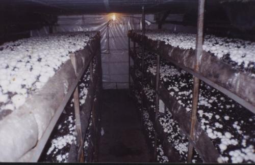 Бизнес выращивание и разведение грибов. Виды грибов 02 Бизнес выращивание и разведение грибов. Виды грибов 02