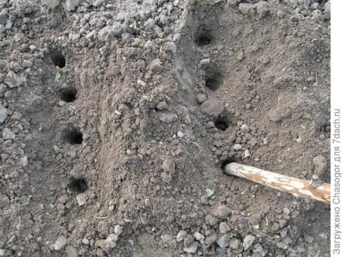 Как подготовить почву для посадки лука-батуна под зиму. Осенняя посадка батуна