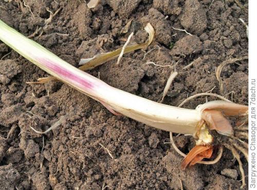 Как подготовить почву для посадки лука-батуна под зиму. Осенняя посадка батуна