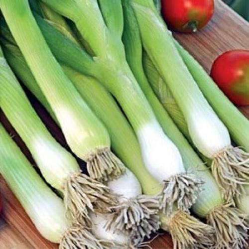 Можно ли сажать лук-батун под зиму в регионах с суровым климатом. Как вырастить лук-батун: посадка и уход в открытом грунте под зиму