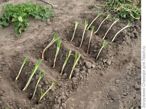 Как подготовить почву для посадки лука-батуна под зиму. Осенняя посадка батуна