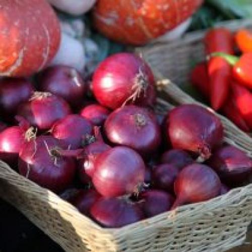 Как правильно выбрать место для посадки лука-батуна под зиму. Лучшие современные гибриды