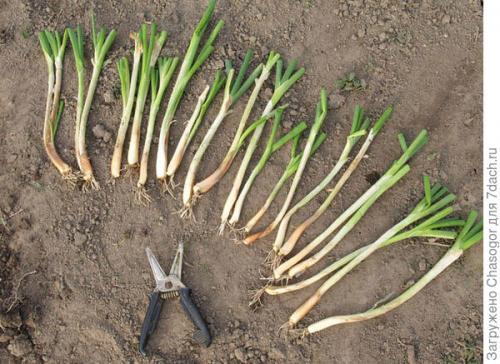 Как подготовить почву для посадки лука-батуна под зиму. Осенняя посадка батуна