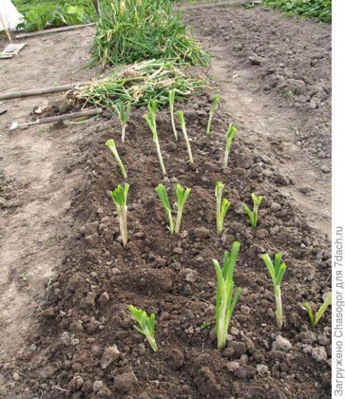 Как подготовить почву для посадки лука-батуна под зиму. Осенняя посадка батуна