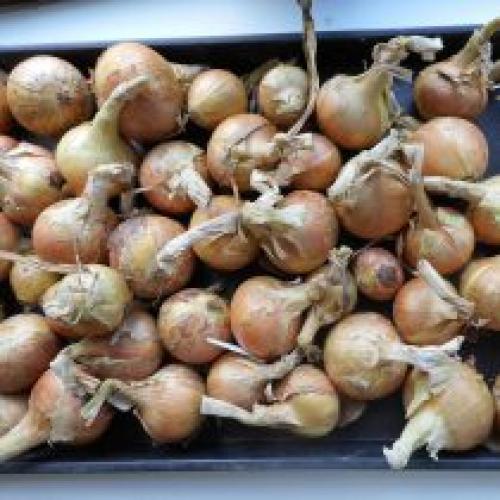 Как правильно выбрать место для посадки лука-батуна под зиму. Лучшие современные гибриды