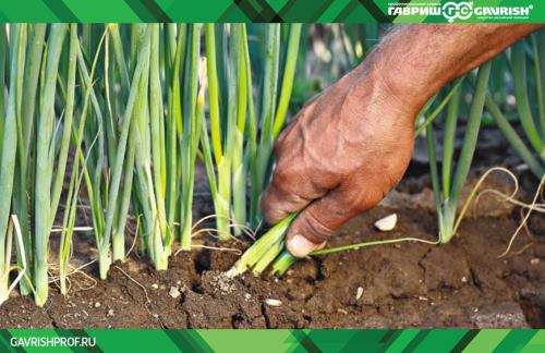 Когда садить лук батун под зиму: советы для начинающих 16 Когда садить лук батун под зиму: советы для начинающих 16