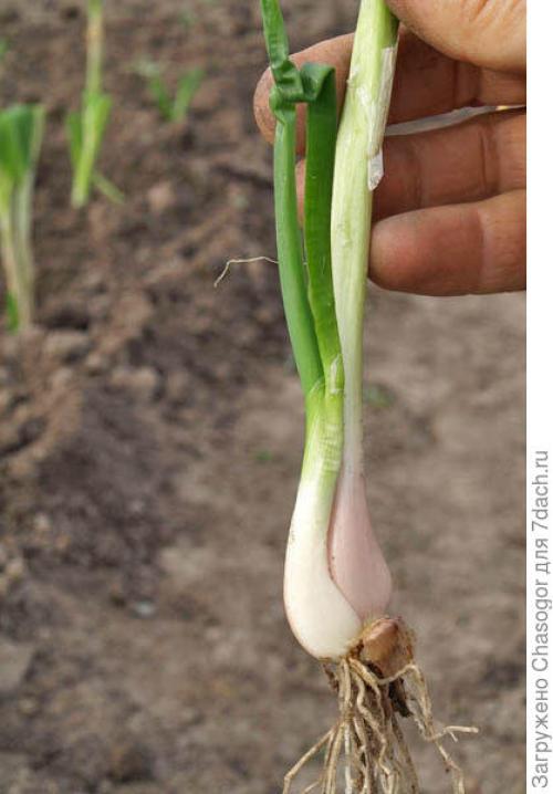 Как подготовить почву для посадки лука-батуна под зиму. Осенняя посадка батуна