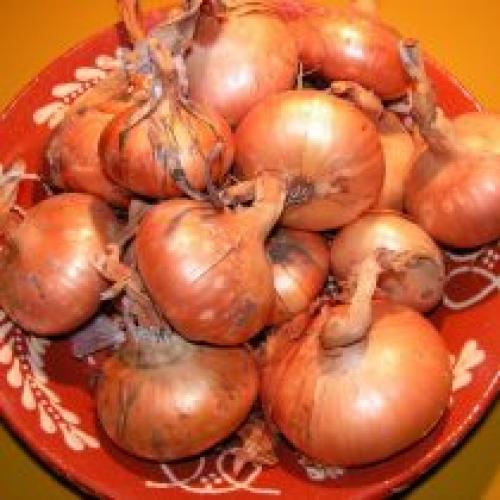 Как правильно выбрать место для посадки лука-батуна под зиму. Лучшие современные гибриды