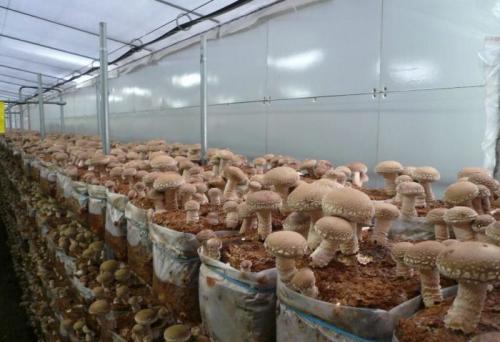 Выращивают ли белые грибы. Требования к помещению и необходимое оборудование