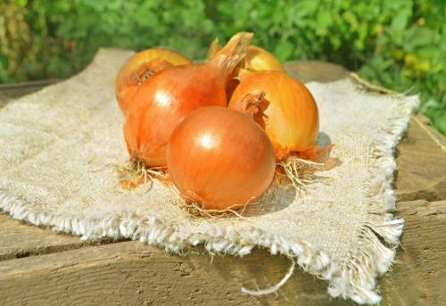 Как собирать зелёный лук, не повредив растение. Основные признаки зрелости