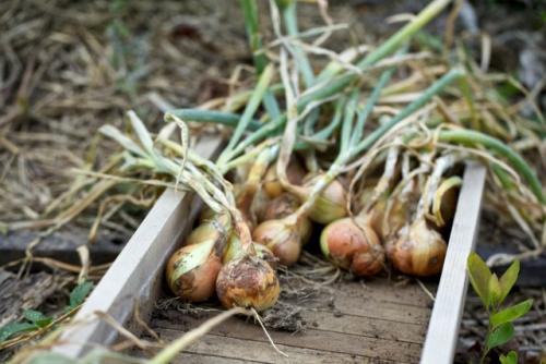 Как продлить период сбора зелени лука. Оптимальное время уборки репчатого лука