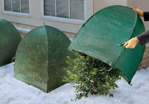 Какую температуру выдерживает самшит. Самшиты уход зимой: какой он, в чем заключается?