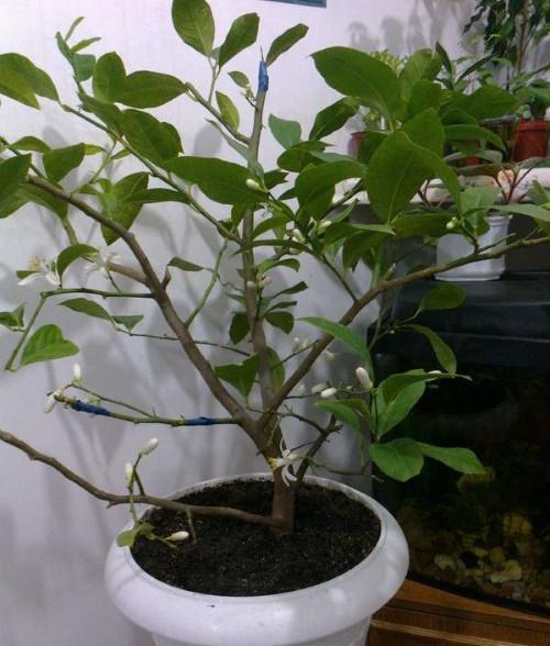 Как ухаживать за лимоном, чтобы он плодоносил дома