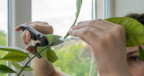 Уход за лимоном обрезка. Как обрезать лимон