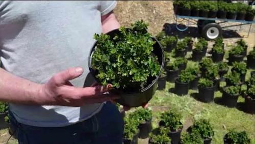 Когда открывать самшит. Уход за самшитом весной: как проводить основные работы?