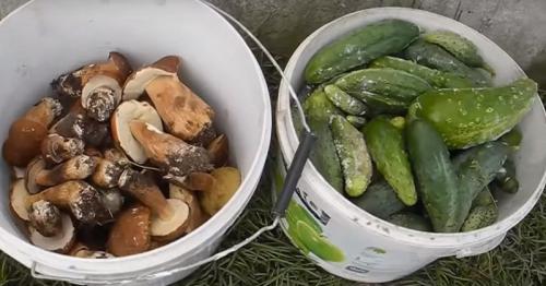 Как вырастить белые грибы дома