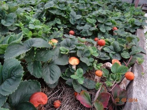 Посадка грибов с дрожжами. Как сеять грибы