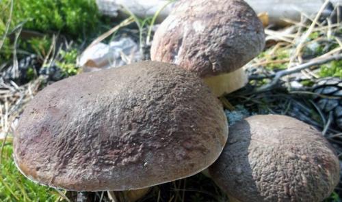 Как вырастить много белых грибов на своем участке (результат). Как выглядят белые грибы