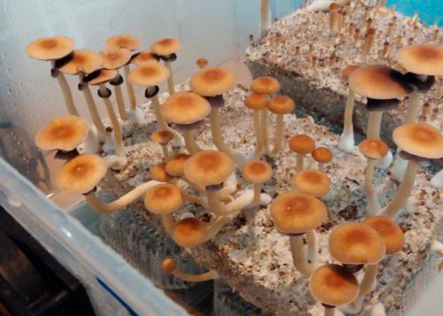 Как вырастить грибы из спор. Секрет роста «за одну ночь»