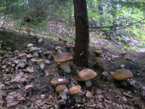 Посадка грибов с дрожжами. Как сеять грибы