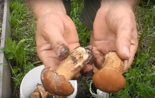 Как вырастить белые грибы дома