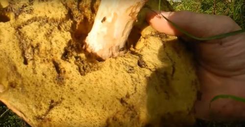 Как вырастить белые грибы дома