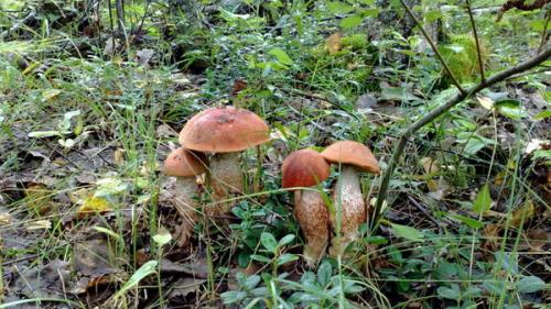 Посадка грибов с дрожжами. Как сеять грибы