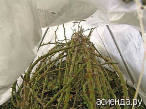 Какие ошибки чаще всего допускают садоводы при осеннем удобрении роз. Ошибки при подготовке роз к зиме