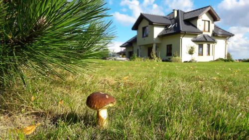 Голландская технология выращивания белых грибов. Условия для выращивания грибов на даче