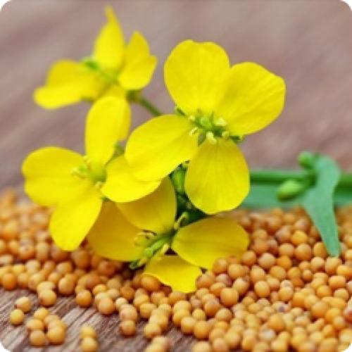 Какие удобрения лучше использовать для плодовых деревьев и ягодных кустарников. КАКИЕ УДОБРЕНИЯ НЕОБХОДИМЫ ПЛОДОВЫМ КУСТАРНИКАМ