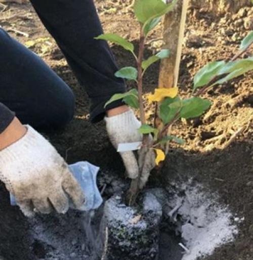 Полное руководство по подкормкам роз осенью: что нужно знать каждому садовнику 01