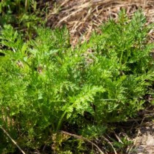 Как защитить растения от морозов и заморозков. Как защитить растения от мороза