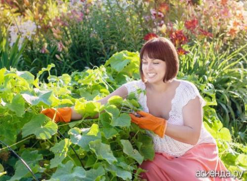 Советы по за садом и огородом. Хитрости высоких урожаев