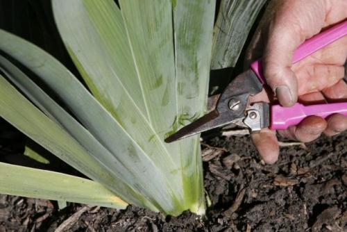 Как правильно ухаживать за многолетниками после цветения. Обязательная чистка весеннецветущих многолетников