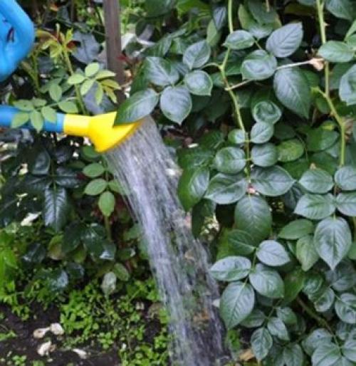 Полное руководство по подкормкам роз осенью: что нужно знать каждому садовнику 02