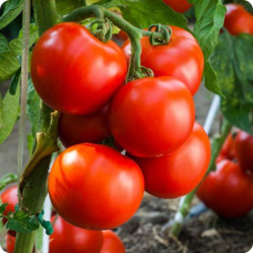 Какие сорта растений лучше всего подходят для начинающих садоводов. КАКИЕ СЕМЕНА ОВОЩЕЙ ПОКУПАТЬ НАЧИНАЮЩИМ САДОВОДАМ