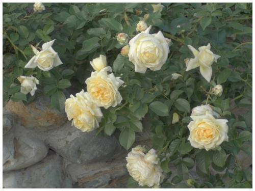 Полное руководство по подкормкам роз осенью: что нужно знать каждому садовнику 03