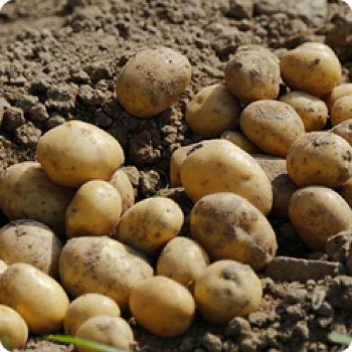 Какие сорта растений лучше всего подходят для начинающих садоводов. КАКИЕ СЕМЕНА ОВОЩЕЙ ПОКУПАТЬ НАЧИНАЮЩИМ САДОВОДАМ