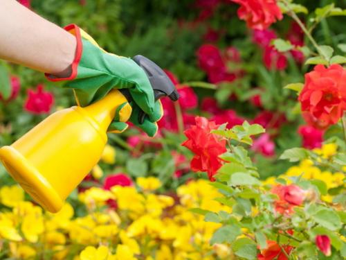 Какие ошибки при осенней подкормке роз могут быть самыми опасными. Удобрения для роз осенью. Оптимальные сроки осенней подкормки