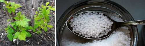 Какие удобрения лучше использовать для плодовых деревьев и ягодных кустарников. КАКИЕ УДОБРЕНИЯ НЕОБХОДИМЫ ПЛОДОВЫМ КУСТАРНИКАМ