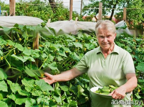 Советы по за садом и огородом. Хитрости высоких урожаев